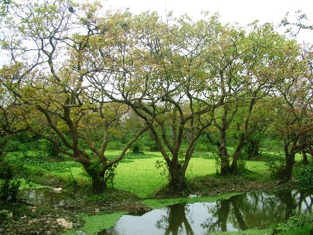 Những[-]gốc[-]lộc[-]vừng